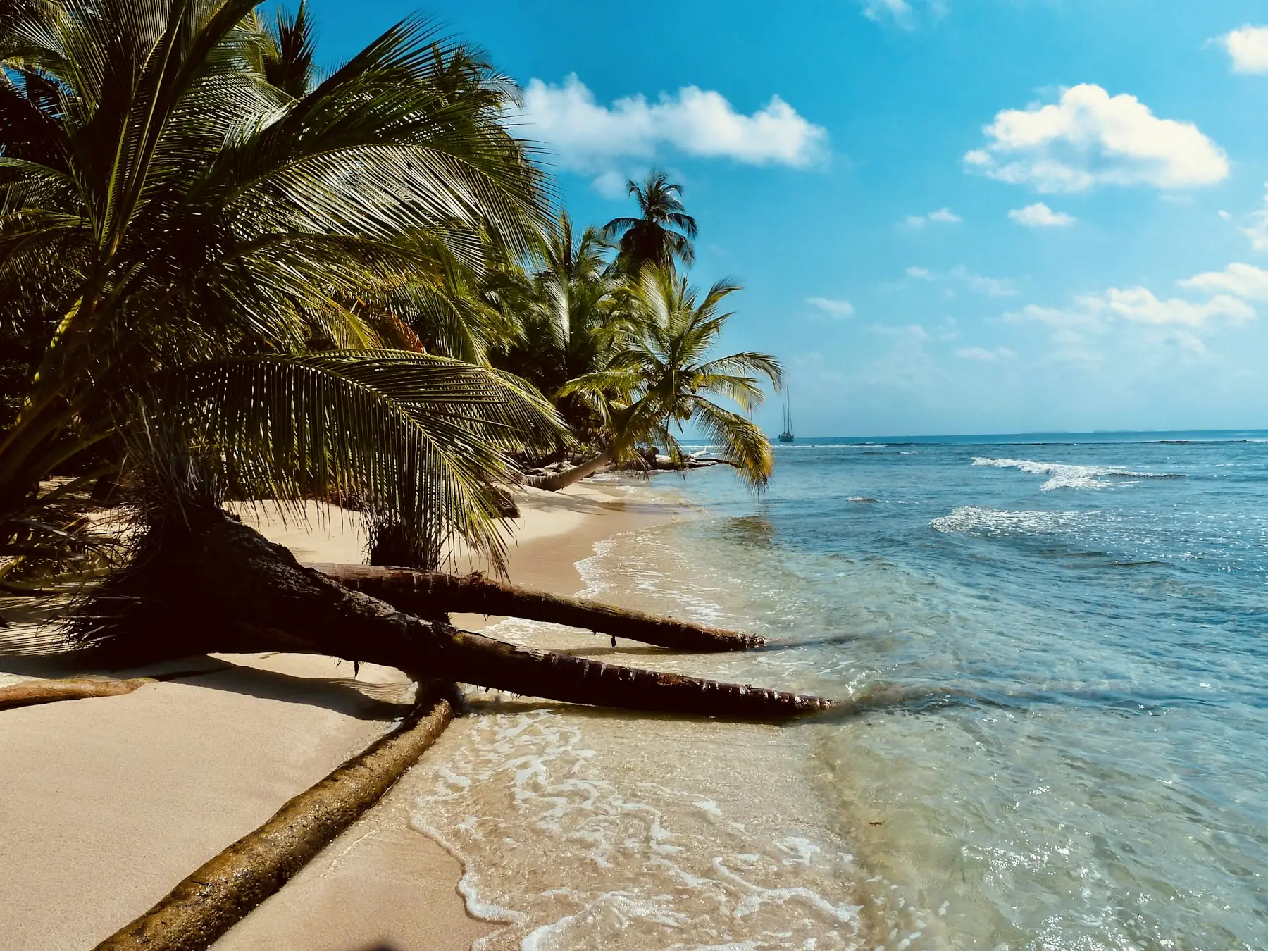 Playa con palmeras en Panamá